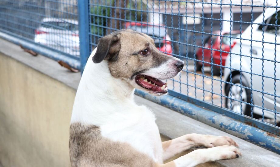 5 dicas importantes para proteger os pets