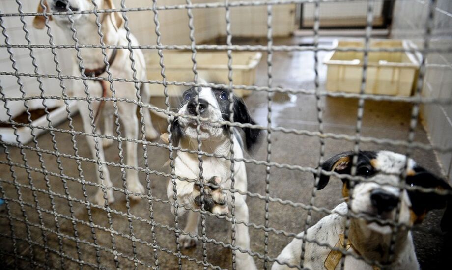 A ideia central do projeto é a proteção animal e o incentivo à adoção, retirando de cena o abatimento desmotivado e desarrazoado de animais sem doença infectocontagiosa incurável, informou a Secretaria-Geral da Presidência da República