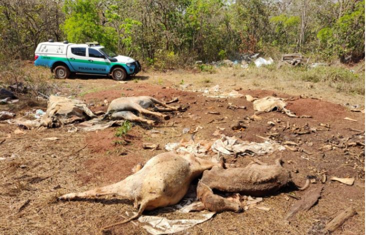 Fazendeira é multada em R$ 10 mil após degradação ambiental e descarte de carcaças