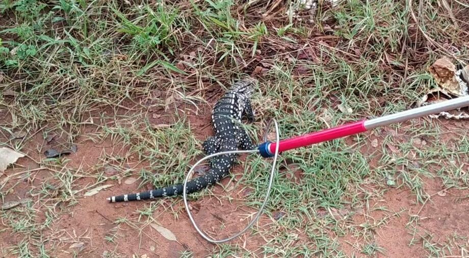 Os policiais foram ao local e com uso de puçá e luvas especiais para capturara o lagarto e o colocaram em uma caixa de contenção