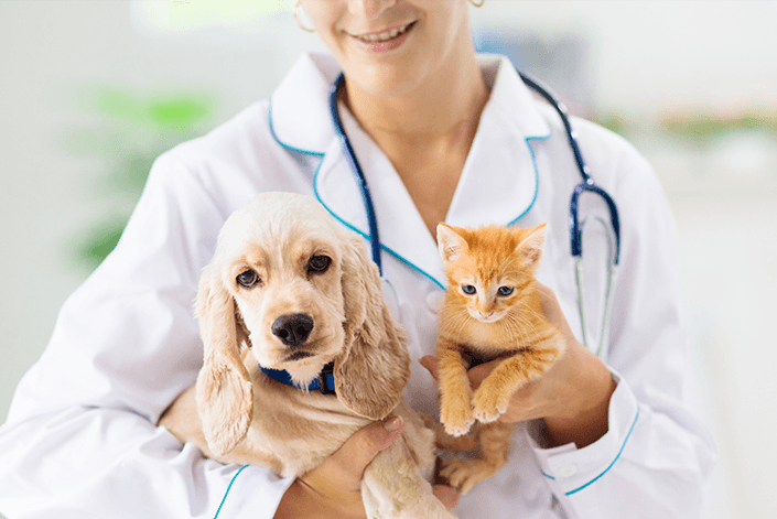 Entidades de Aquidauana pedem apoio da ALEMS para implantação de curso de Veterinária