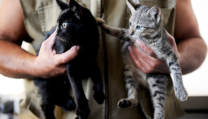 Gatos poderão ser adotados e ter um novo lar