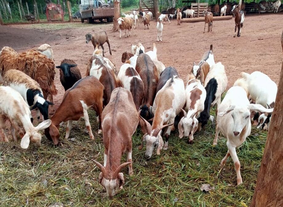 Dentro de Campo Grande, chácara é opção para comprar carnes de caprino e de cordeiro