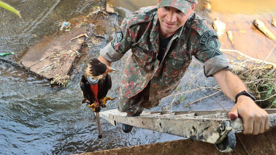 Uma equipe da PMA foi imediatamente ao local e percebeu tratar-se de um gavião de grande porte da espécie Caracara plancus, conhecida como carcará