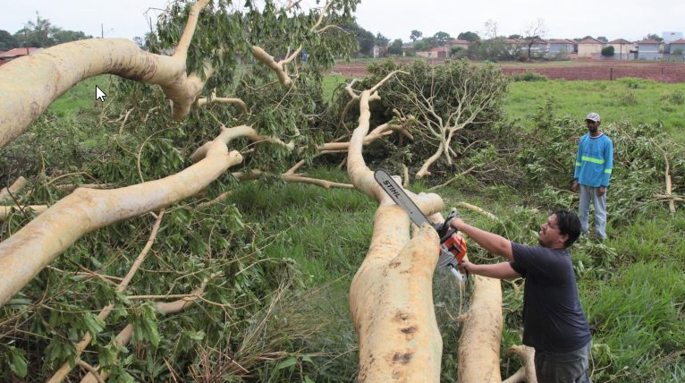 ntre sexta-feira e sábado, foram feitos 624 pedido de remoção de árvores pelo telefone 156.