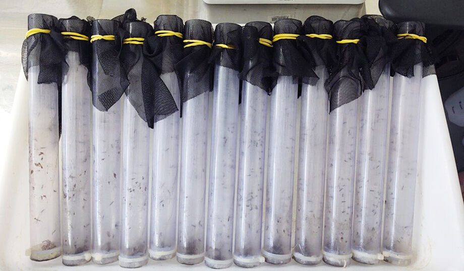 A soltura dos mosquitos Aedes aegypti com Wolbachia começou em dezembro do ano passado em Campo Grande