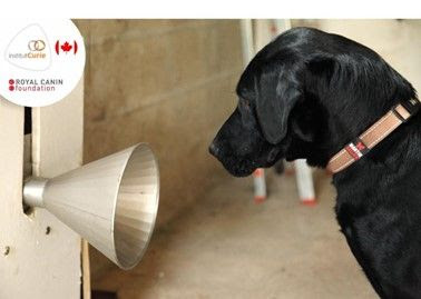Cães em treinamento para detecção precoce de câncer de mama