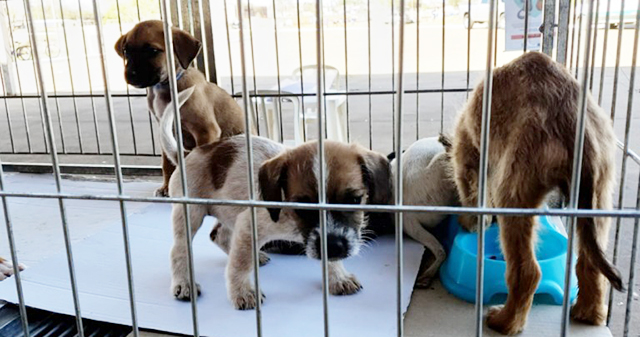 Cachorros vão estar disponíveis para adoção