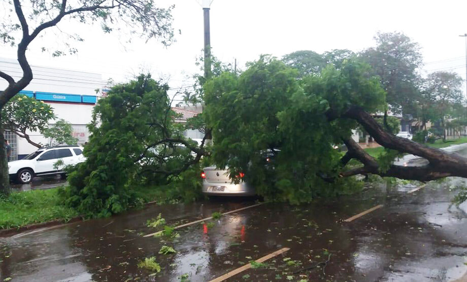 Árvores caíram na Capital no vendaval da semana passada