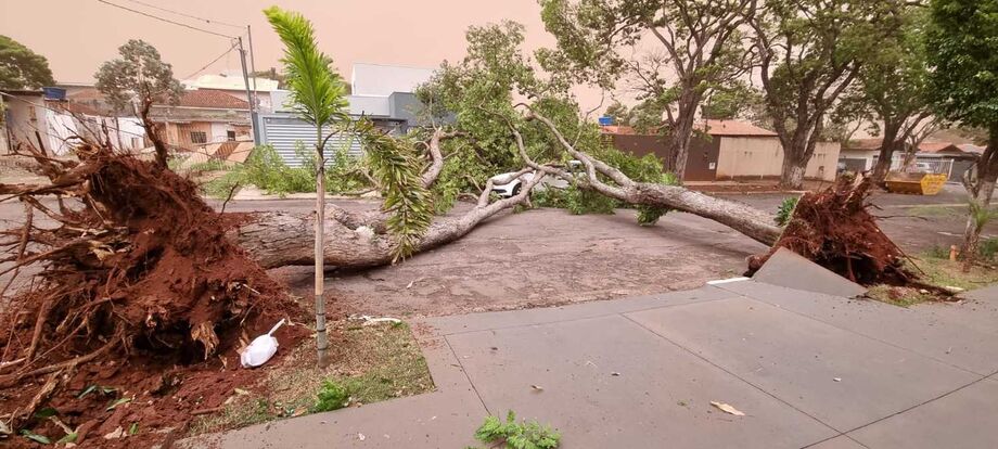 A Capital registrou diversas quedas de árvores com a tempestade de poeira na tarde desta sexta-feira (15)