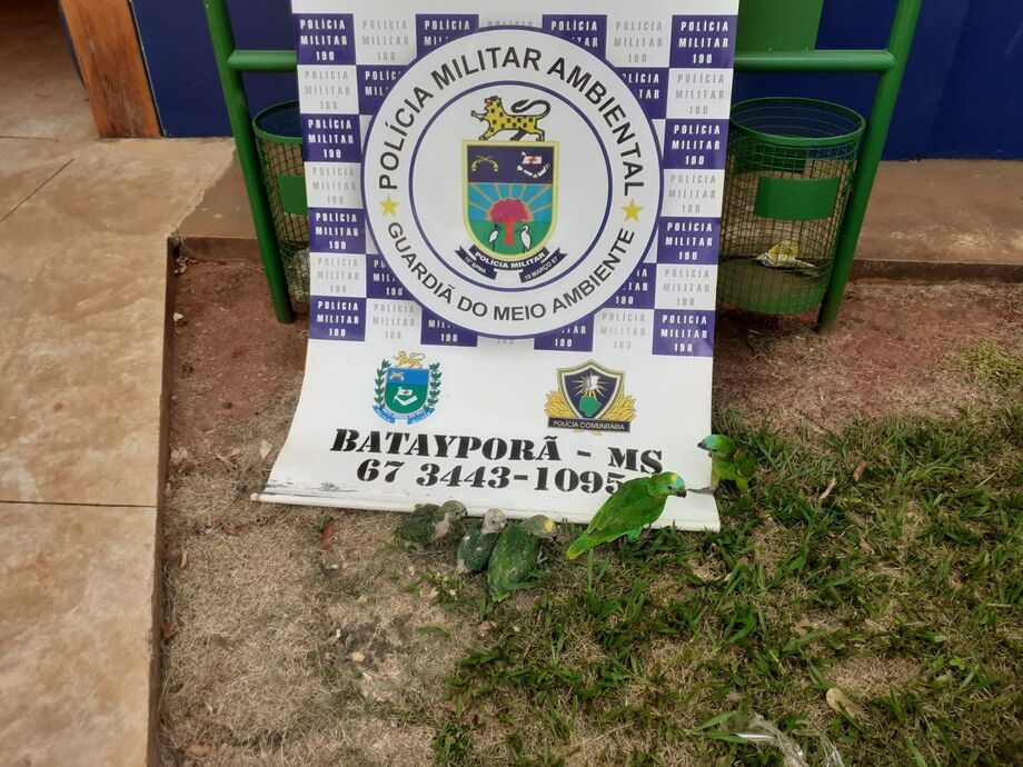 Papagaios foram apreendidos