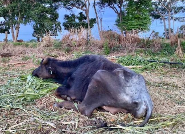 Em decorrência de fome e sede, ao menos 36 búfalos já morreram, segundo a denúncia; animais estão resguardados por uma ONG graças a uma decisão judicial