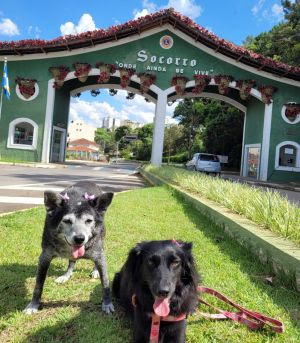 Projeto ''Socorro Destino Petfriendly''