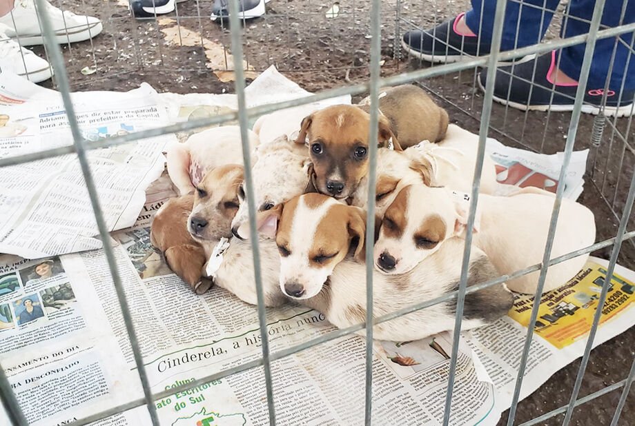 Cãezinhos terão oportunidade de ter um novo lar