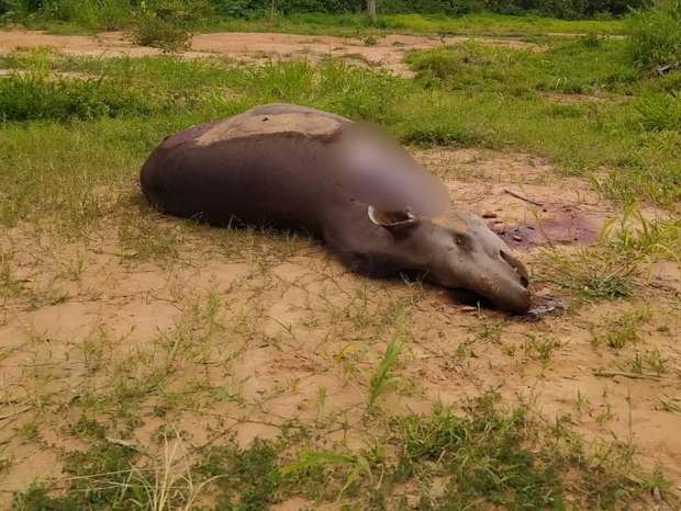 Animal foi encontrado jogado em um terreno baldio.