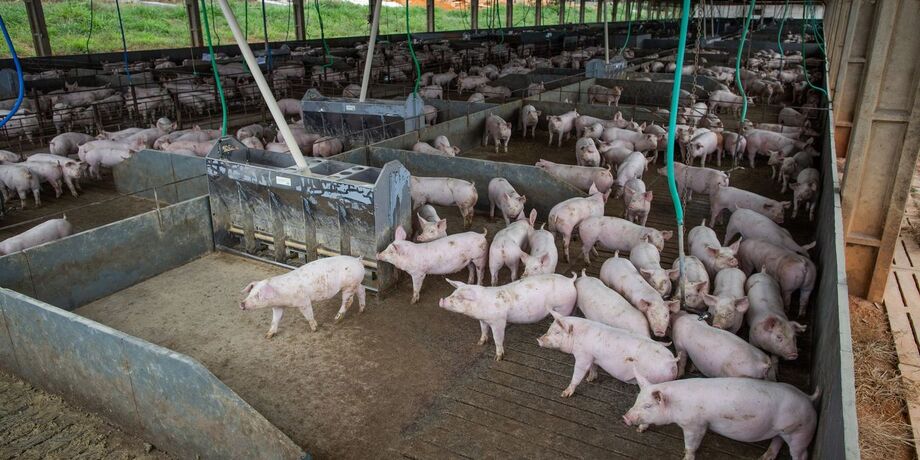 Em 2020, o desempenho do setor exportador de carne suína foi algo próximo a 30% em relação à 2019, em termos de volume
