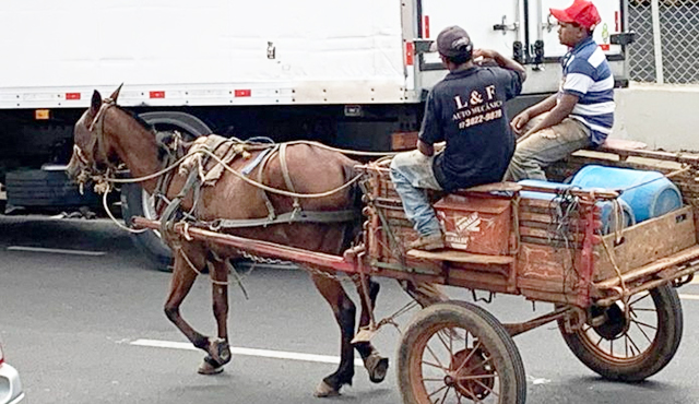 Carroceiros estão proibidos de usar chicote