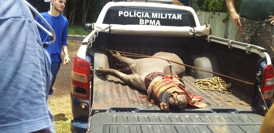 Apesar da gravidade do ferimento, a anta já está em uma jaula e passa bem