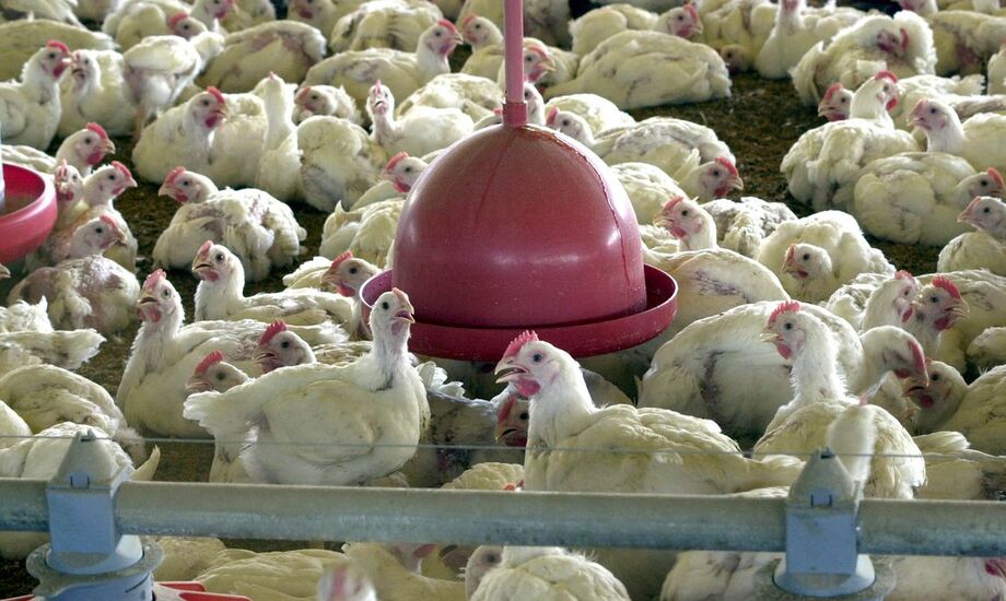 Abates de frango