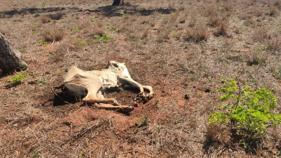 Quatro bovinos morreram por falta de alimento