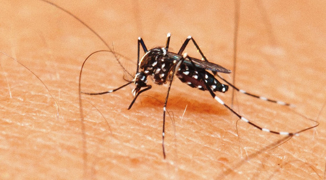 Mosquito Aedes aegypti