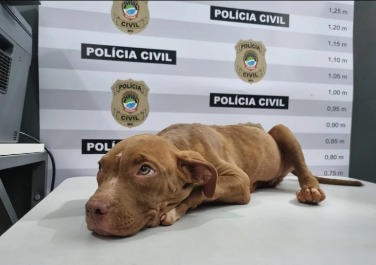 Filhote de pitbull recuperado após roubo