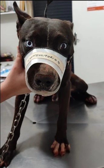 E o animal recebeu atendimento veterinário, passou por uma cirurgia e se encontra bem de saúde