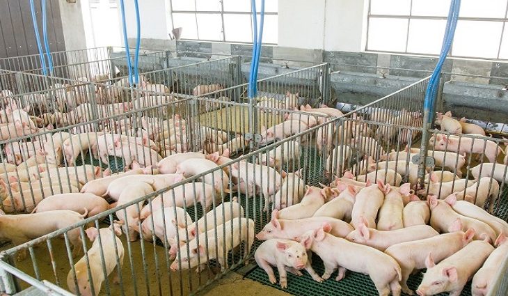 Novas granjas de leitões em Jaraguari e Terenos