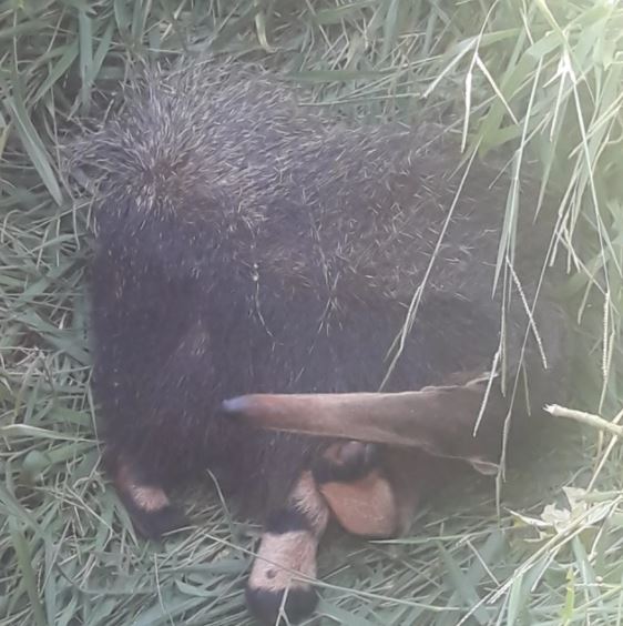Animal foi capturado em um terreno baldio