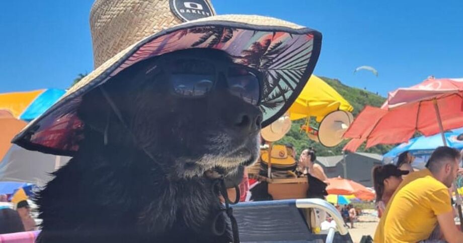 Cadela viralizou por conta do seu estilo