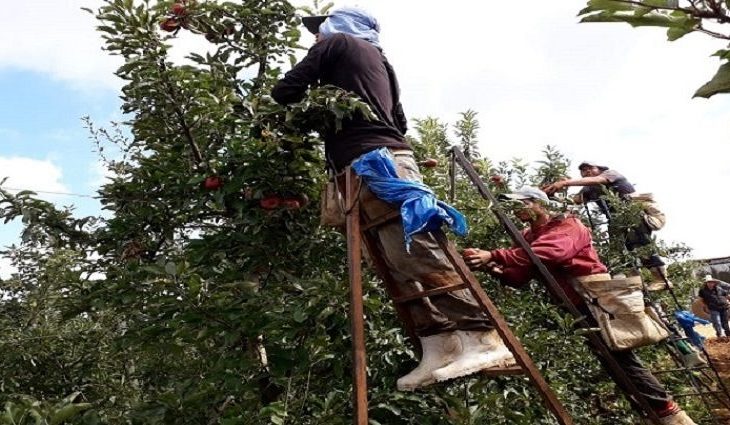 Trabalhador da cultura de maçã e monitor agrícola