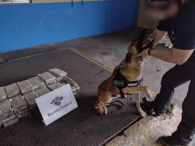 Cão de faro da Receita