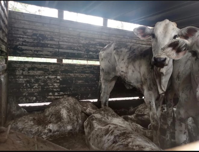 Os motoristas afirmaram que os veículos tiveram problemas mecânicos e, por essa razão, o gado havia morrido, pois não tiveram acesso a alimentação e água