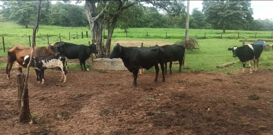 O proprietário reconheceu a sua marca nos animais