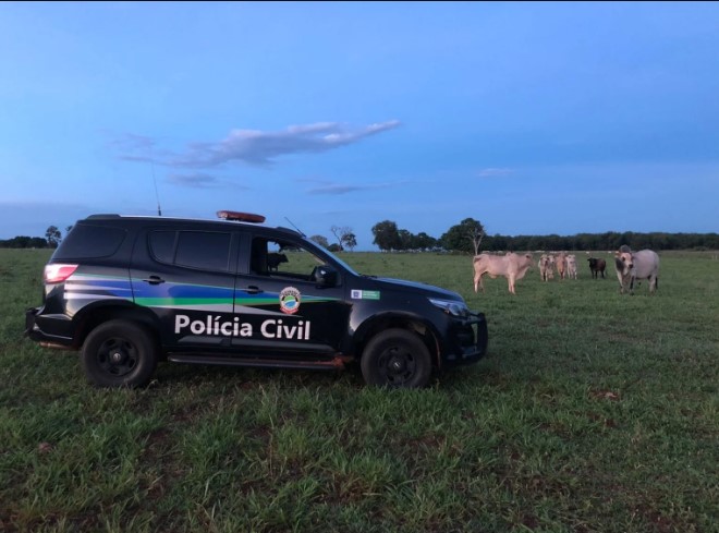 Foram recuperados ao todo, em Água Clara 12 cabeças de gado, em Brasilândia 40 cabeças de gado, totalizando 52 bovinos que foram devolvidos aos proprietários.