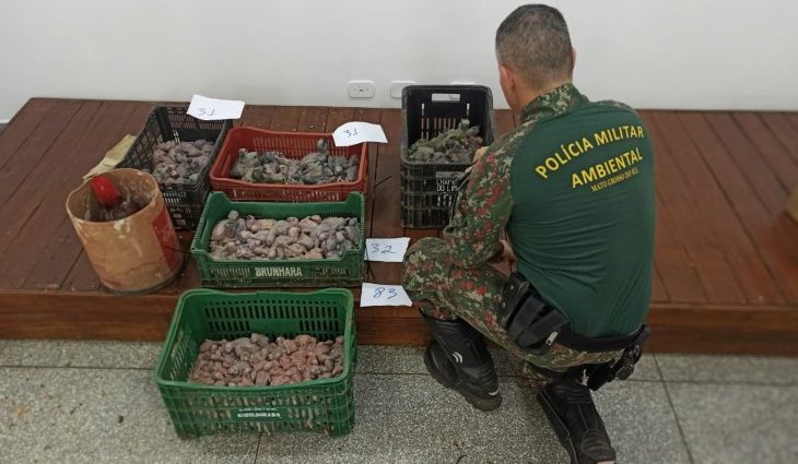 Tráfico de Animais Silvestres