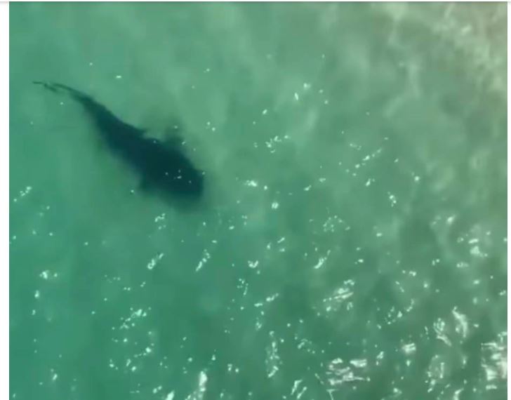 Tubarão foi visto próximo à faixa de areia em Saquarema