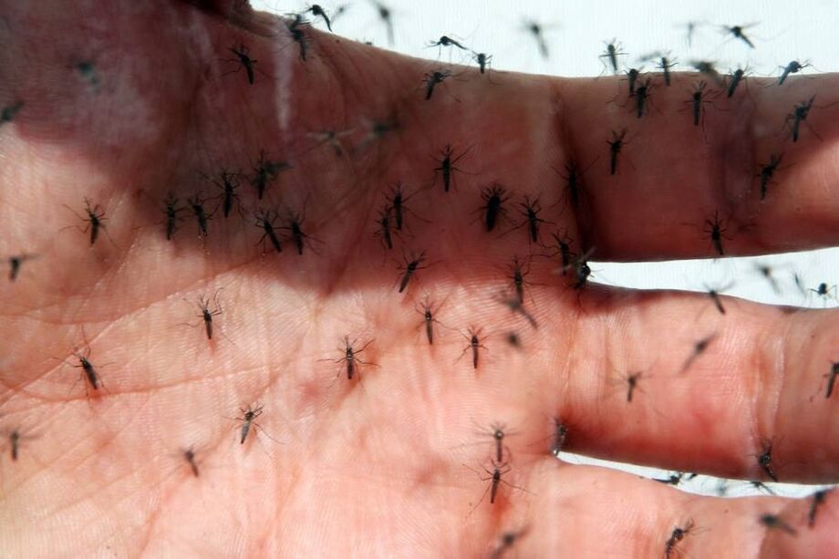 O mosquito 'Aedes aegypti', transmissor do zika, da dengue e da chikungunya