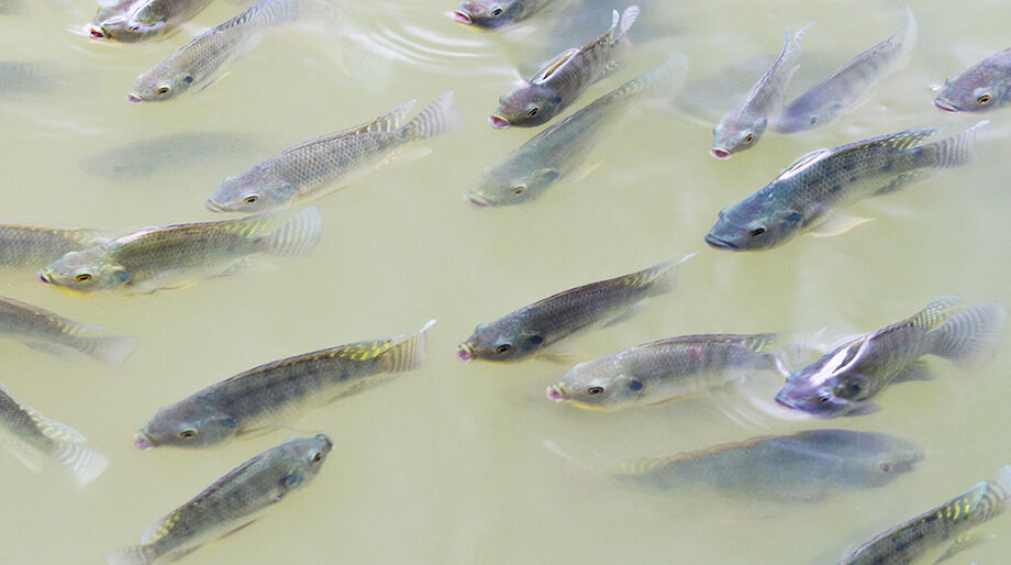 A criação de peixes em tanques elevados está crescendo em MS