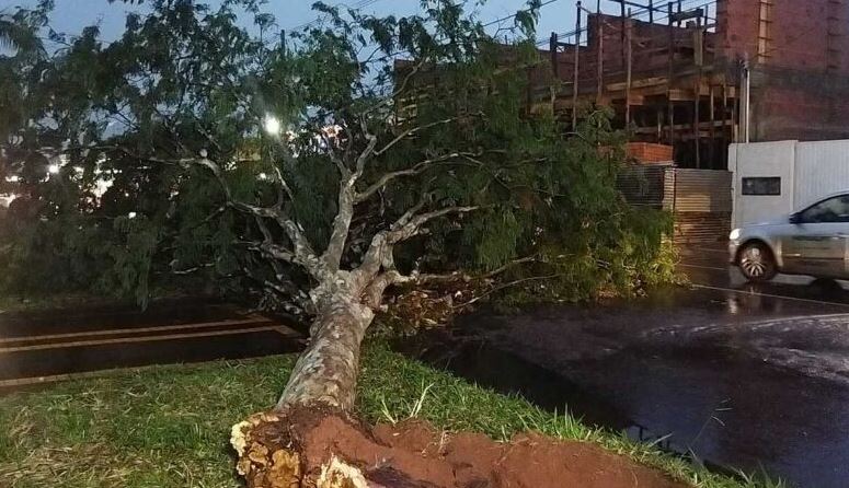 Chuva derrubou árvores em Dourados