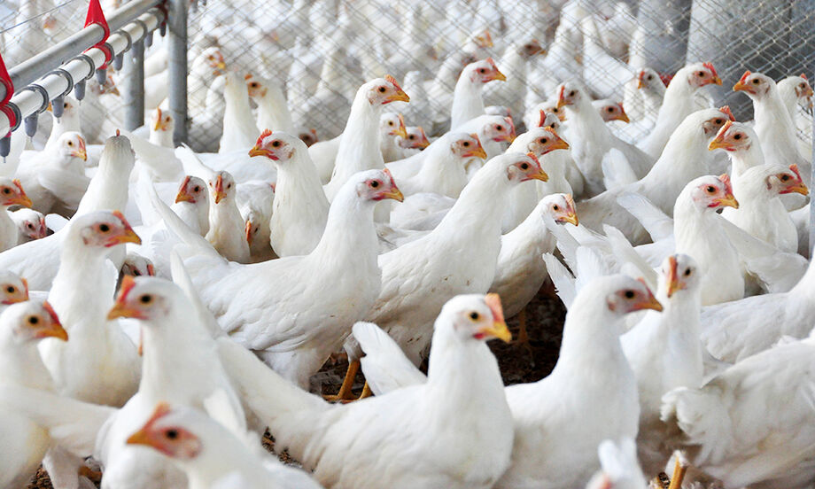 Canadá anunciou a retomada das importações de carne de frango do Brasil após suspensão sanitária