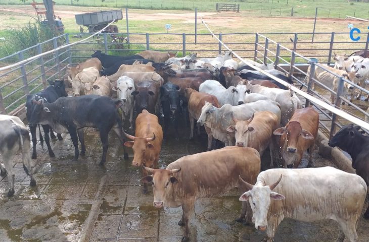 Programa de Incentivo à Produção de Carne Bovina Sustentável e Orgânica no Pantanal.