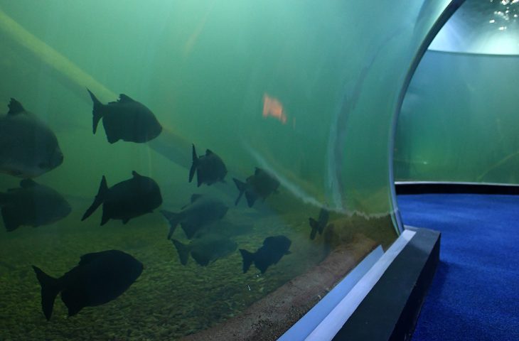 Aquário Bioparque Pantanal