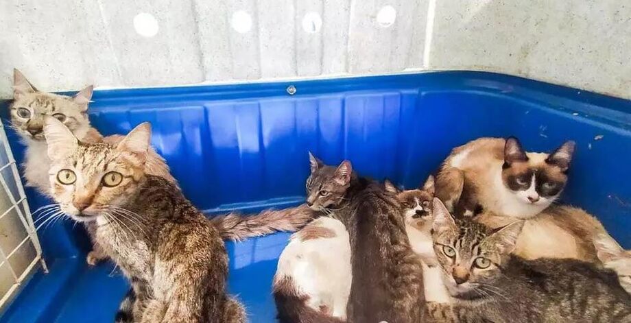 Gatos foram encaminhados a adoção