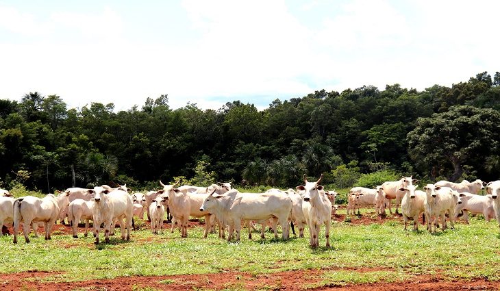 Na primeira etapa os pecuaristas deverão vacinar todos os bovinos e bubalinos com até vinte e quatro meses de idade.