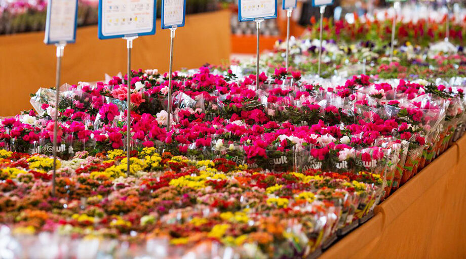 Flores é uma das mais preferidas neste momento