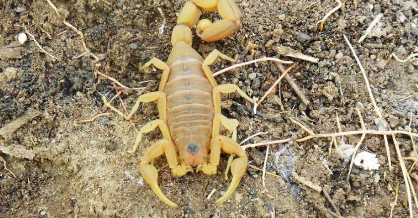 Ataques de escorpião