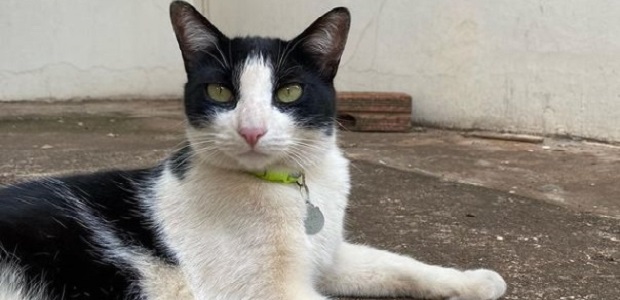 Após guerra judicial, gato Frajola ganha status de pet comunitário na Capital