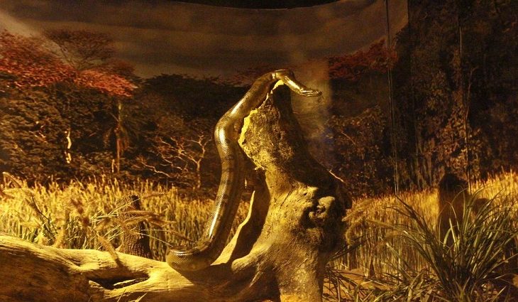 A serpente de grande porte vive atualmente em um ambiente preparado para seu bem-estar, no tanque denominado Banhados Sucuris