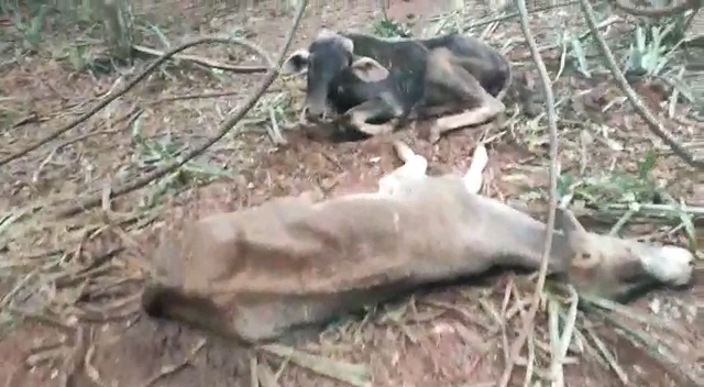 Vários animais morreram